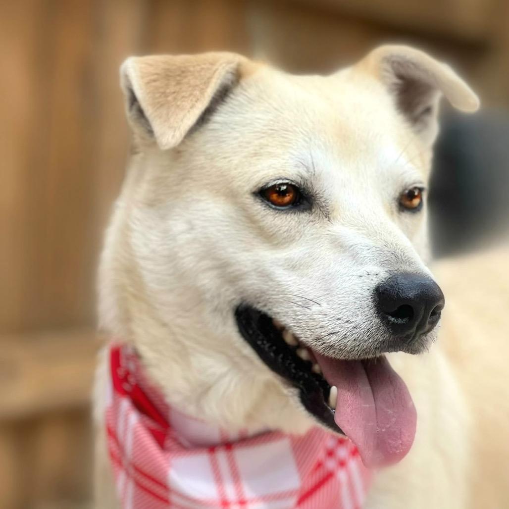 Enlarge Tito, a Adoptable mixed breed in Austin, TX image 2/6