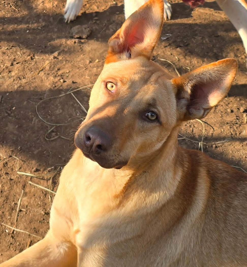 Nachito, a Adoptable Carolina Dog in Visalia, CA image 1/3