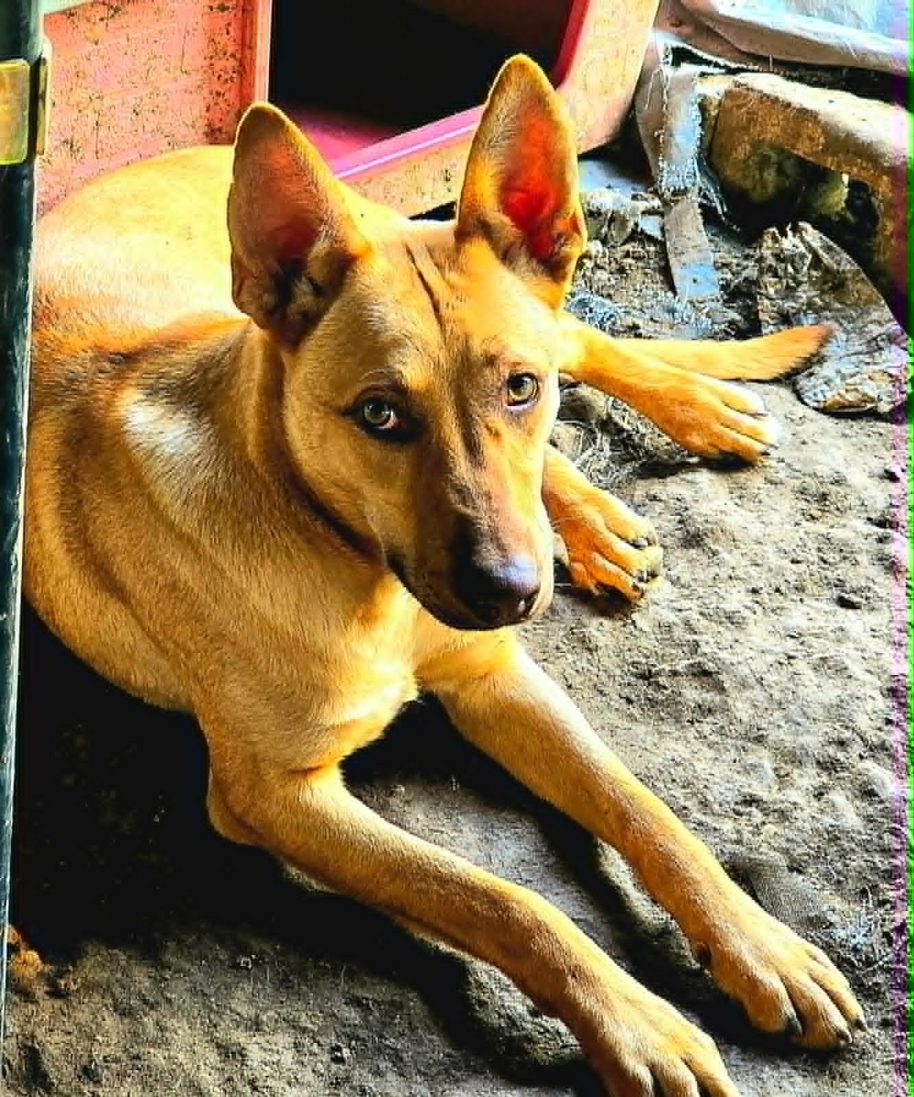 Nachito, a Adoptable Carolina Dog in Visalia, CA image 2/3