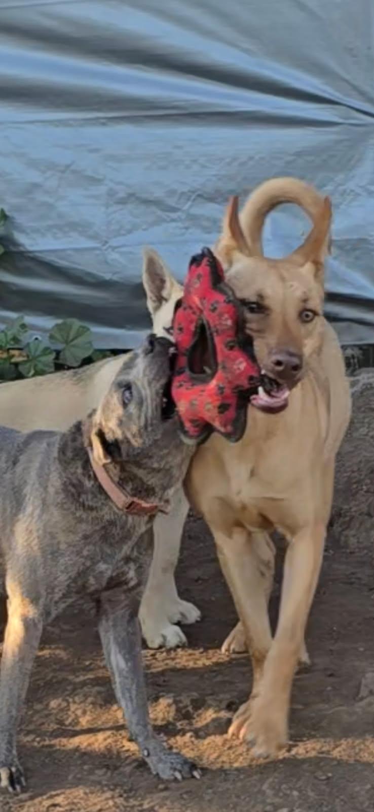 Nachito, a Adoptable Carolina Dog in Visalia, CA image 3/3