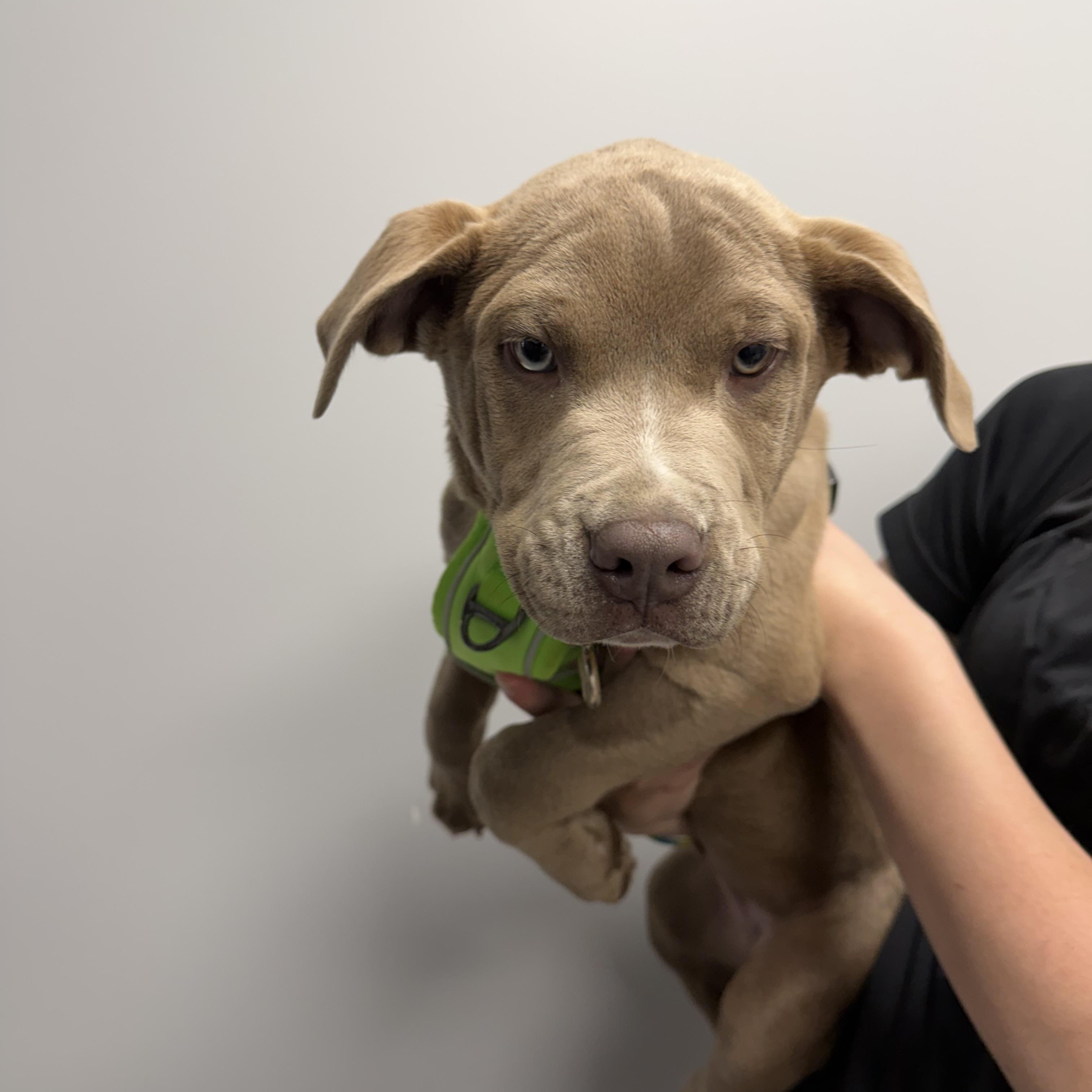 Enlarge Colt, an adopted mixed breed in Cumberland, RI image 4/5
