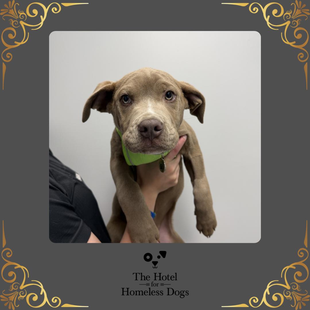 Colt, adopted, Puppy Male Shepherd & Terrier.