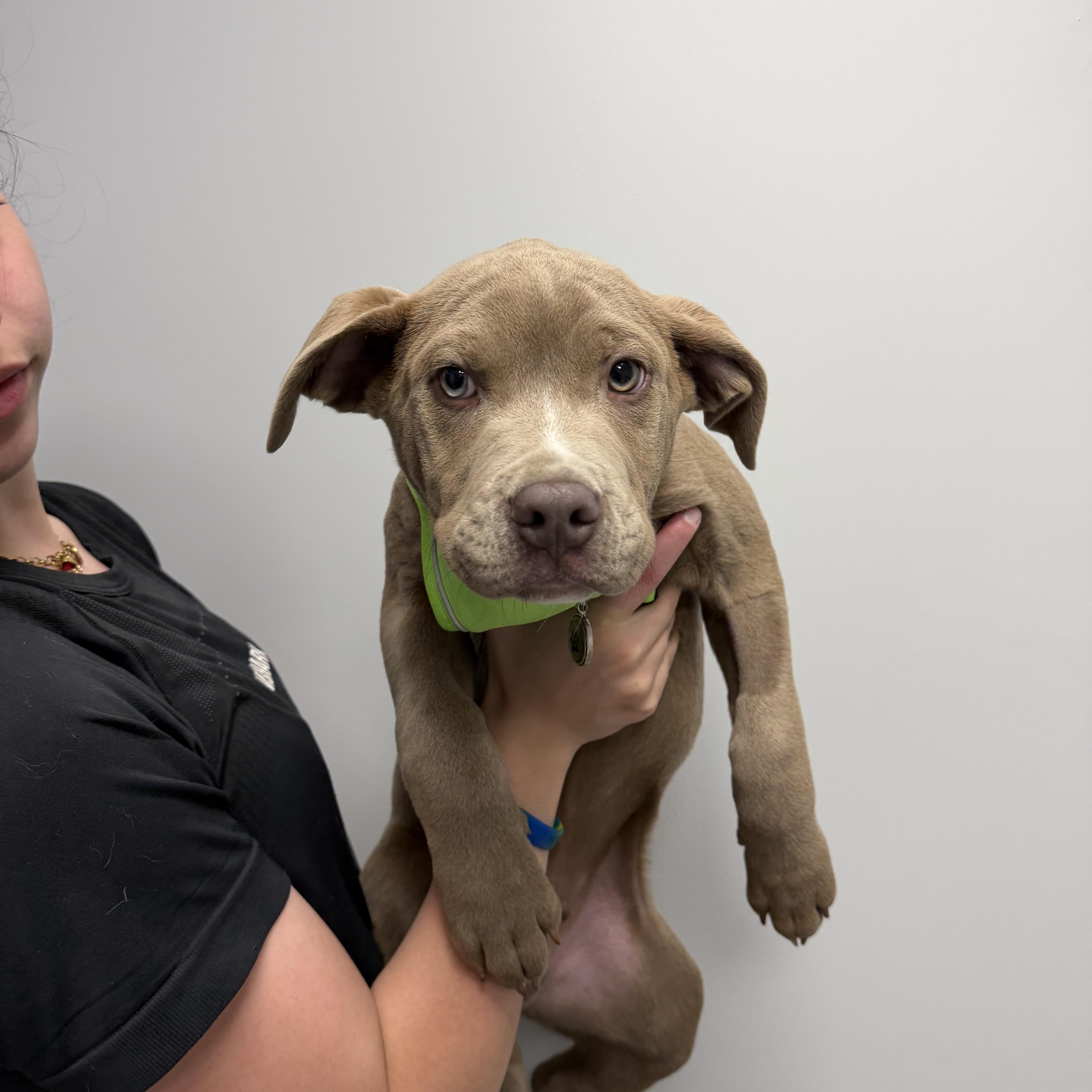 Enlarge Colt, an adopted mixed breed in Cumberland, RI image 3/5