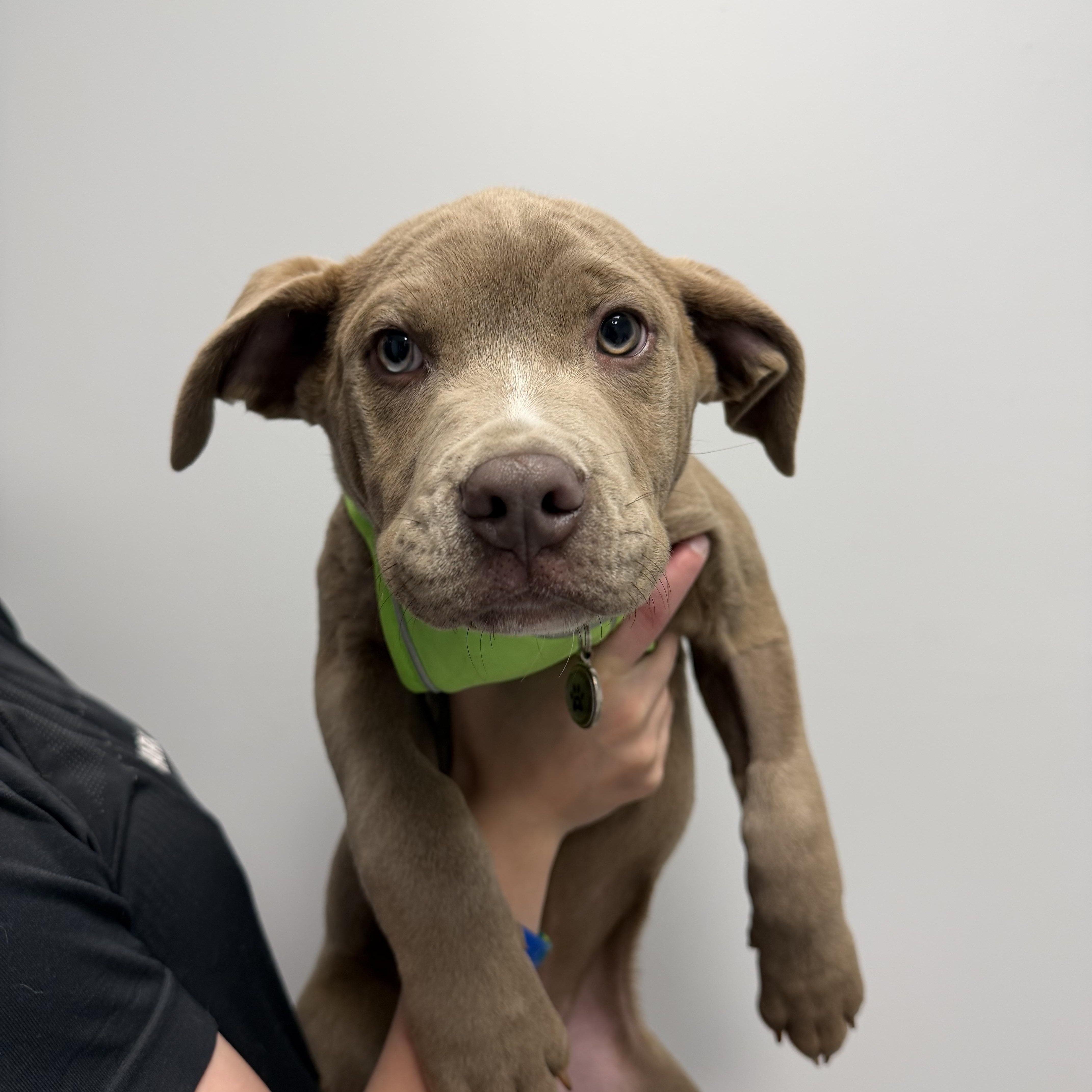 Enlarge Colt, an adopted mixed breed in Cumberland, RI image 2/5