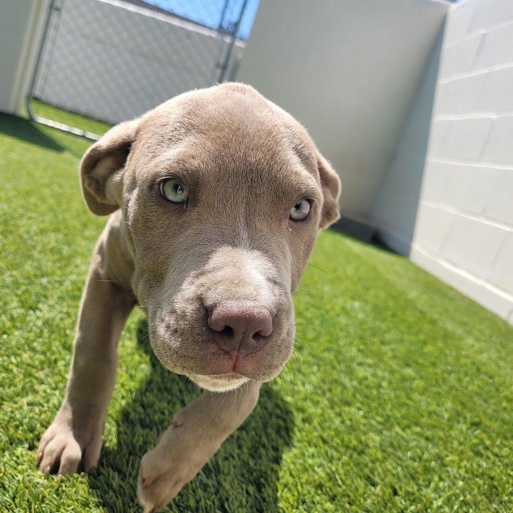 Enlarge Colt, an adopted mixed breed in Cumberland, RI image 5/5