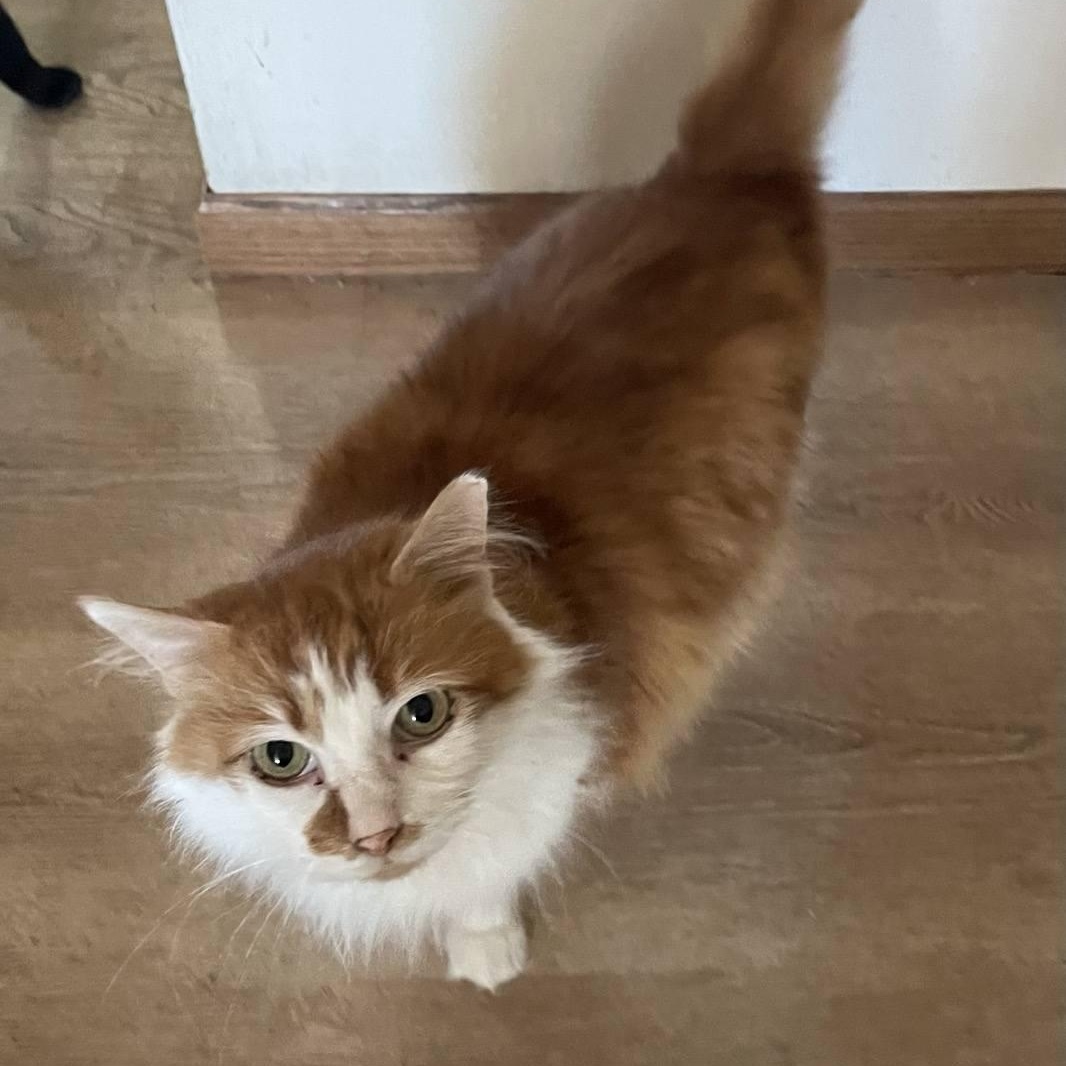 Lucy, adopted, Adult Female Domestic Long Hair.