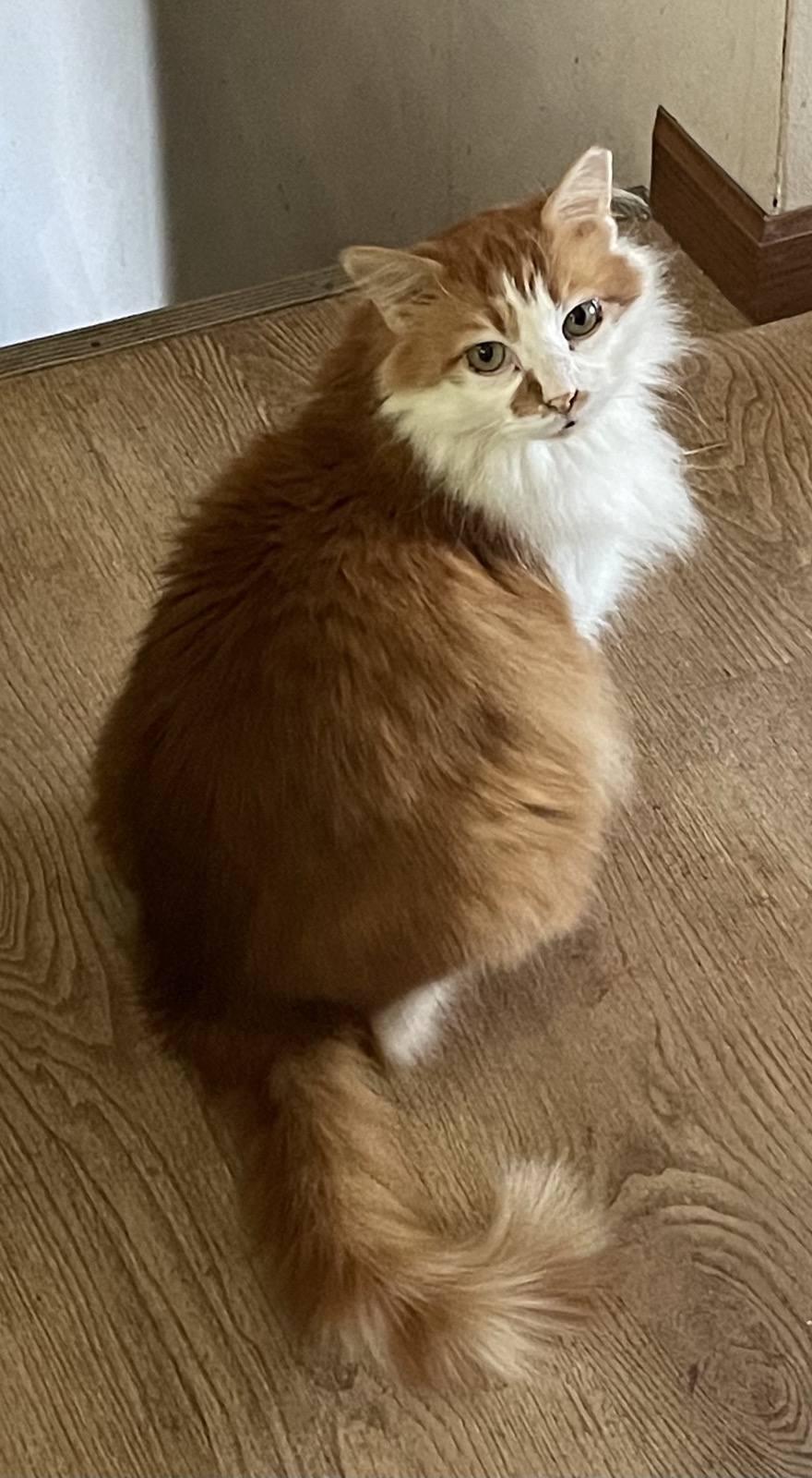 Enlarge Lucy, an adopted Domestic Long Hair in Menasha, WI image 2/2