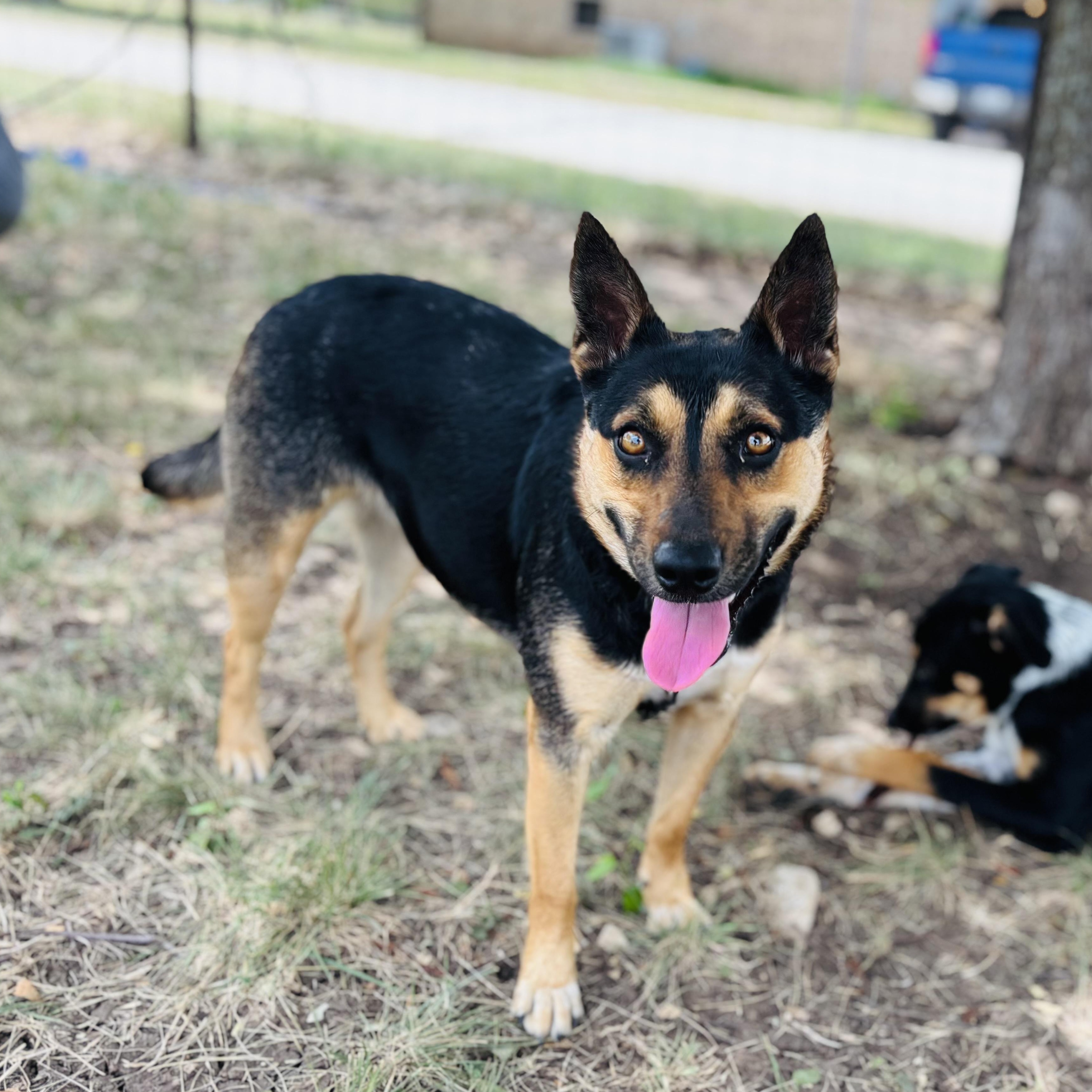 Enlarge Raven, a Adoptable mixed breed in Gatesville, TX image 1/4