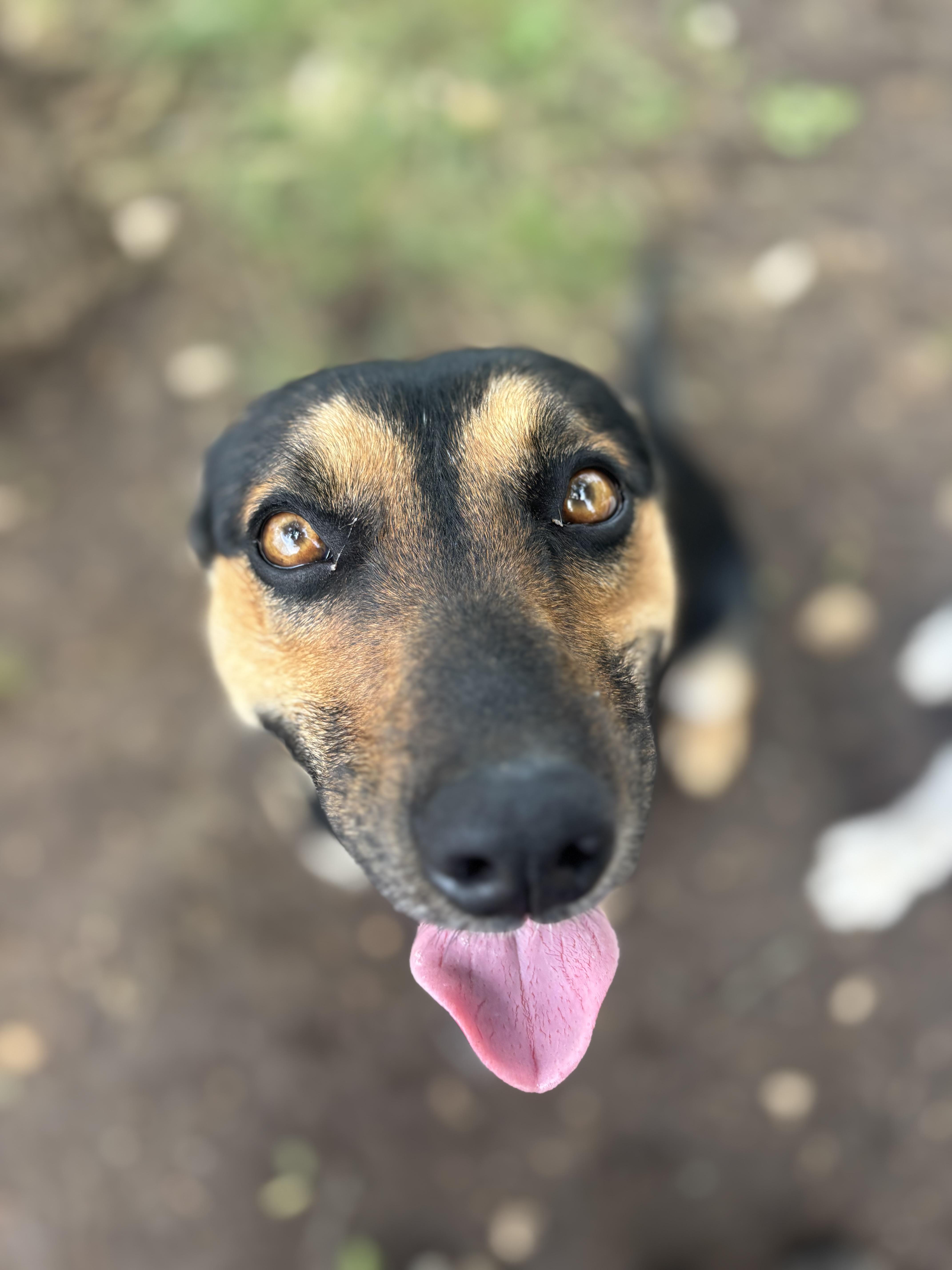 Enlarge Raven, a Adoptable mixed breed in Gatesville, TX image 2/4