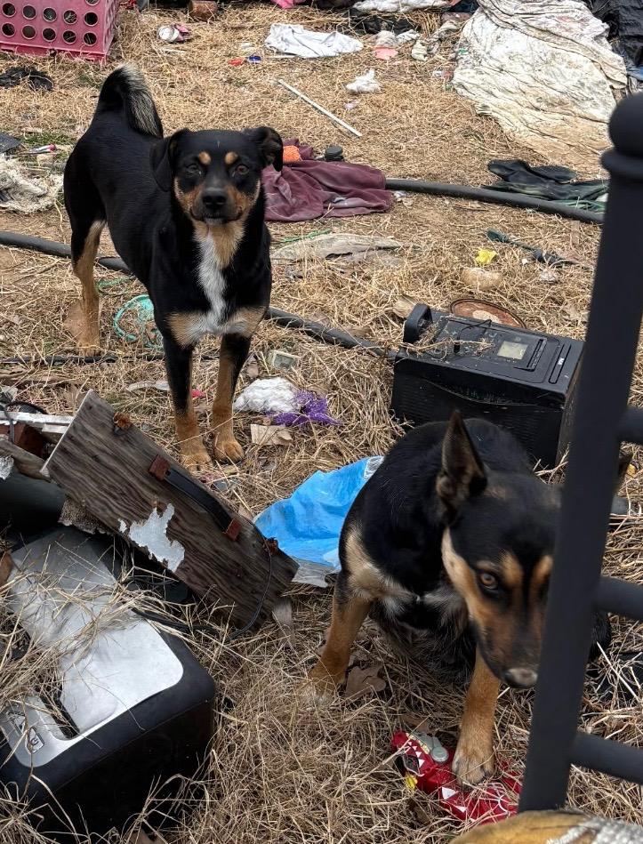 Enlarge Raven, a Adoptable mixed breed in Gatesville, TX image 4/4