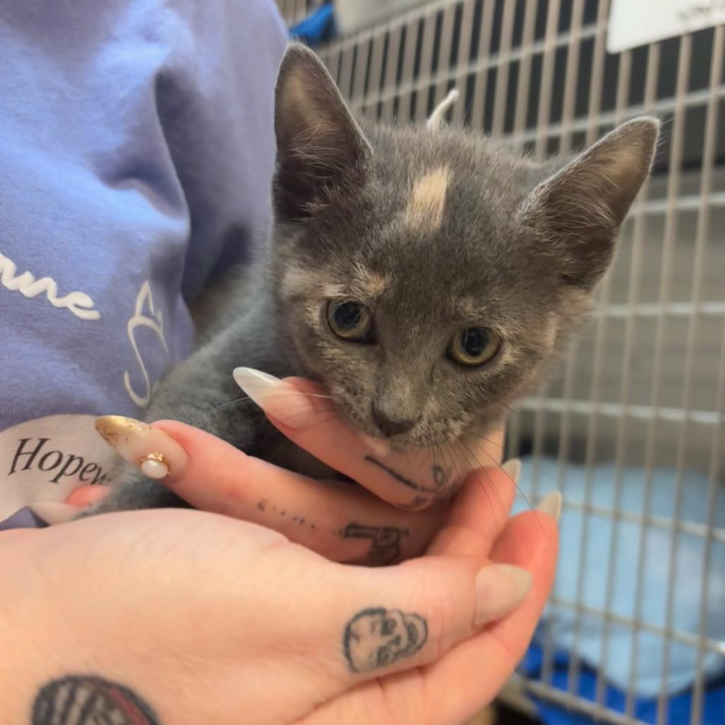 Meowser, a Adoptable Domestic Short Hair in Hopewell, VA image 2/2