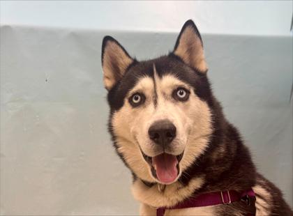 Darko, Adoptable, Adult Male Siberian Husky.