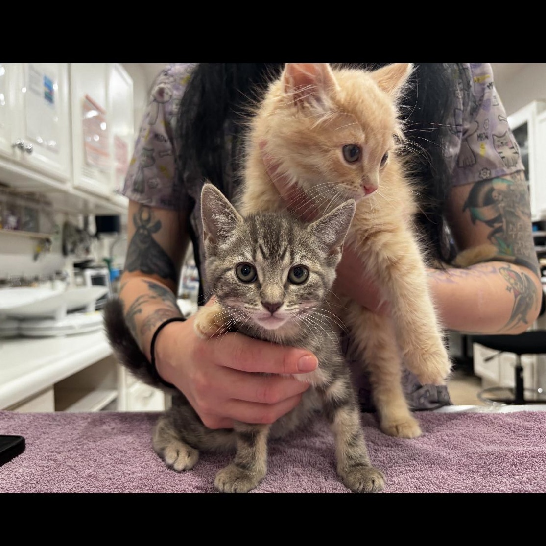 Enlarge Wybie, an adopted Domestic Long Hair in Santa Ana, CA image 4/4