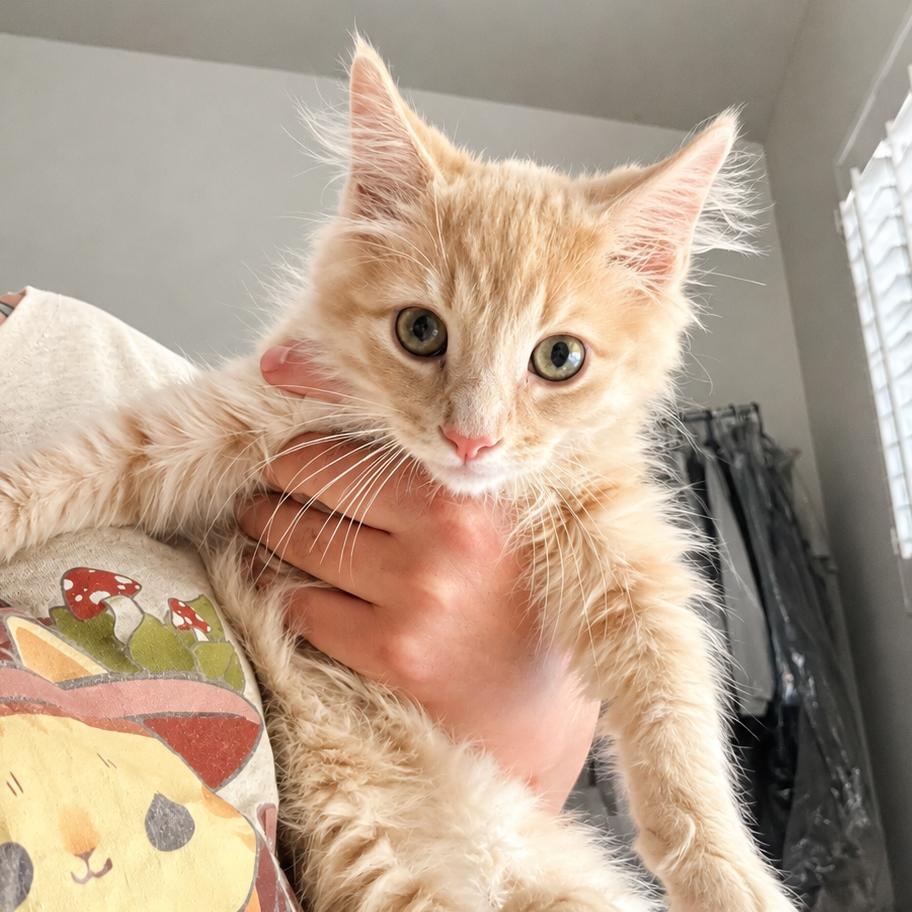 Enlarge Wybie, an adopted Domestic Long Hair in Santa Ana, CA image 2/4