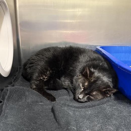 Dandy, a Adoptable Domestic Short Hair in Saint Cloud, MN image 1/6