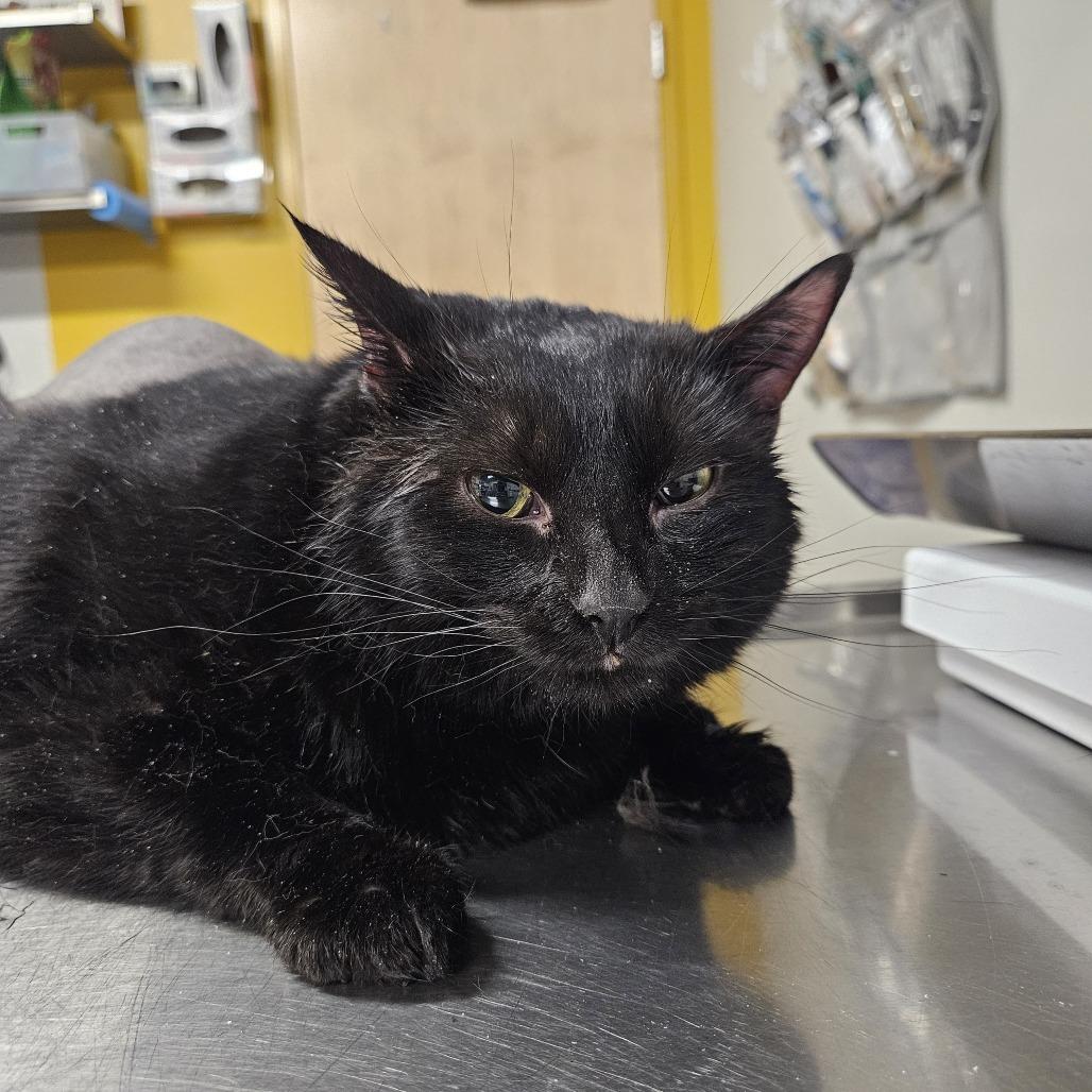 Dandy, a Adoptable Domestic Short Hair in Saint Cloud, MN image 2/6