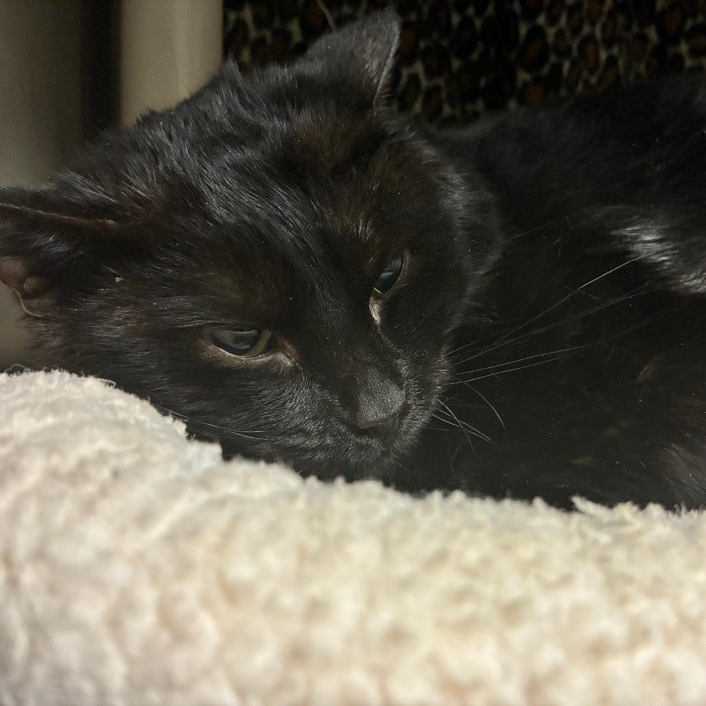 Dandy, a Adoptable Domestic Short Hair in Saint Cloud, MN image 3/6