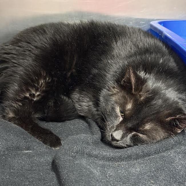 Dandy, a Adoptable Domestic Short Hair in Saint Cloud, MN image 4/6