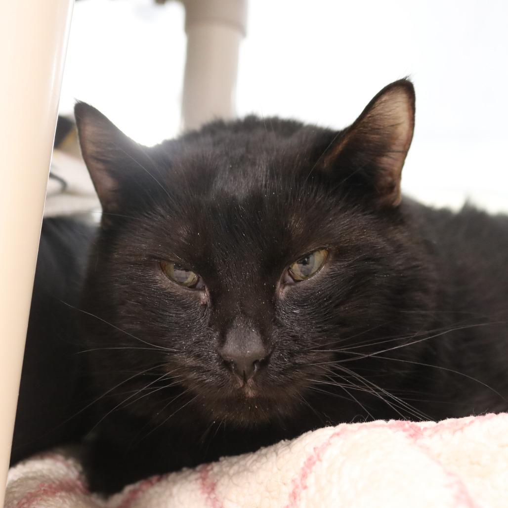 Dandy, a Adoptable Domestic Short Hair in Saint Cloud, MN image 5/6