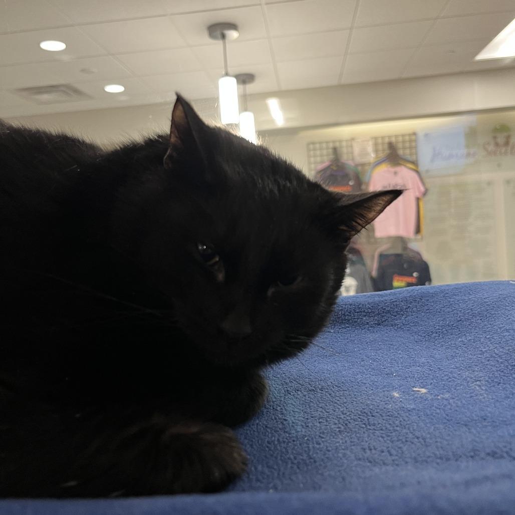 Dandy, a Adoptable Domestic Short Hair in Saint Cloud, MN image 6/6