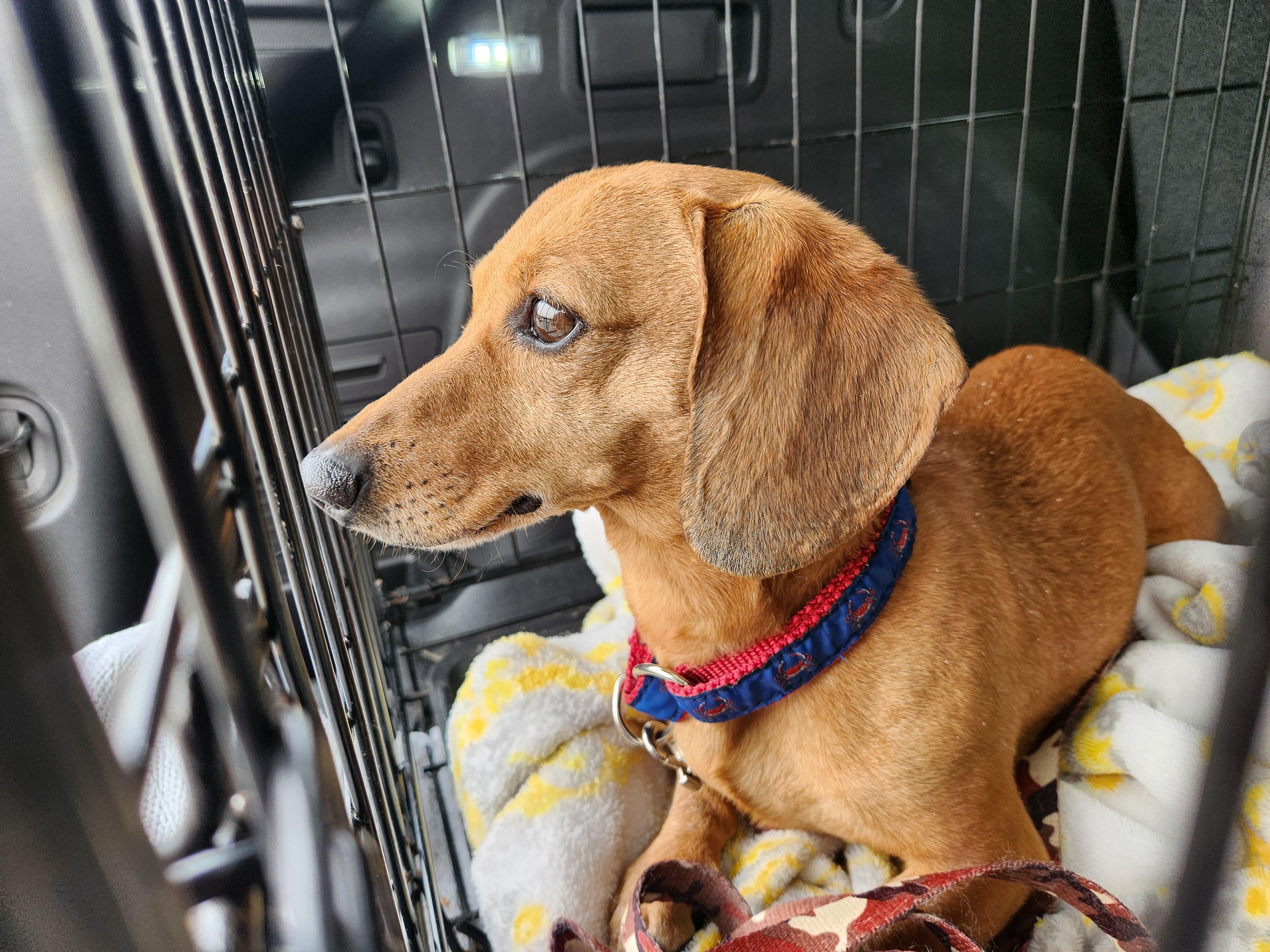 Enlarge RICO--BIO ADDED!!, an adopted Dachshund in Troutman, NC image 4/4