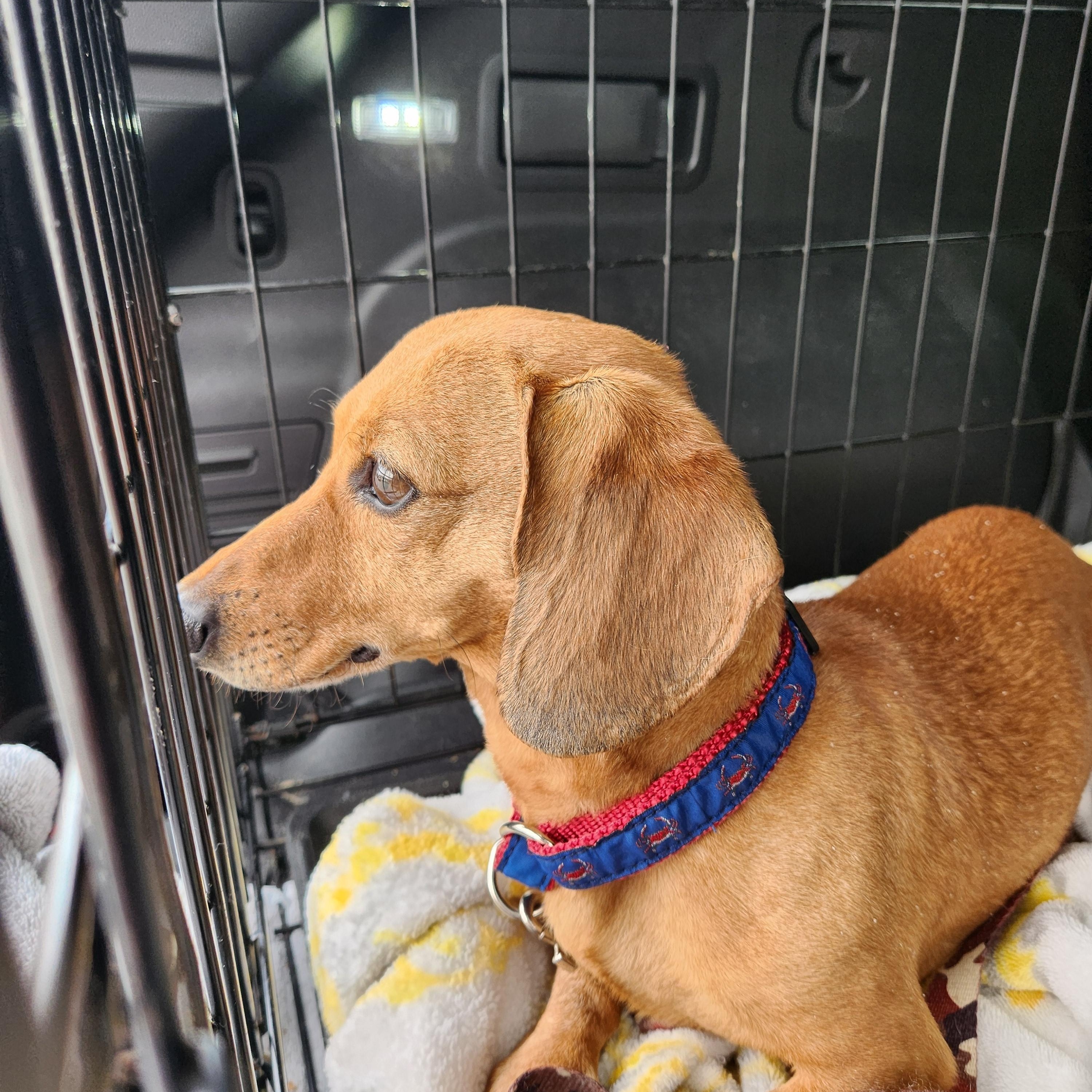 Enlarge RICO--BIO ADDED!!, an adopted Dachshund in Troutman, NC image 3/4