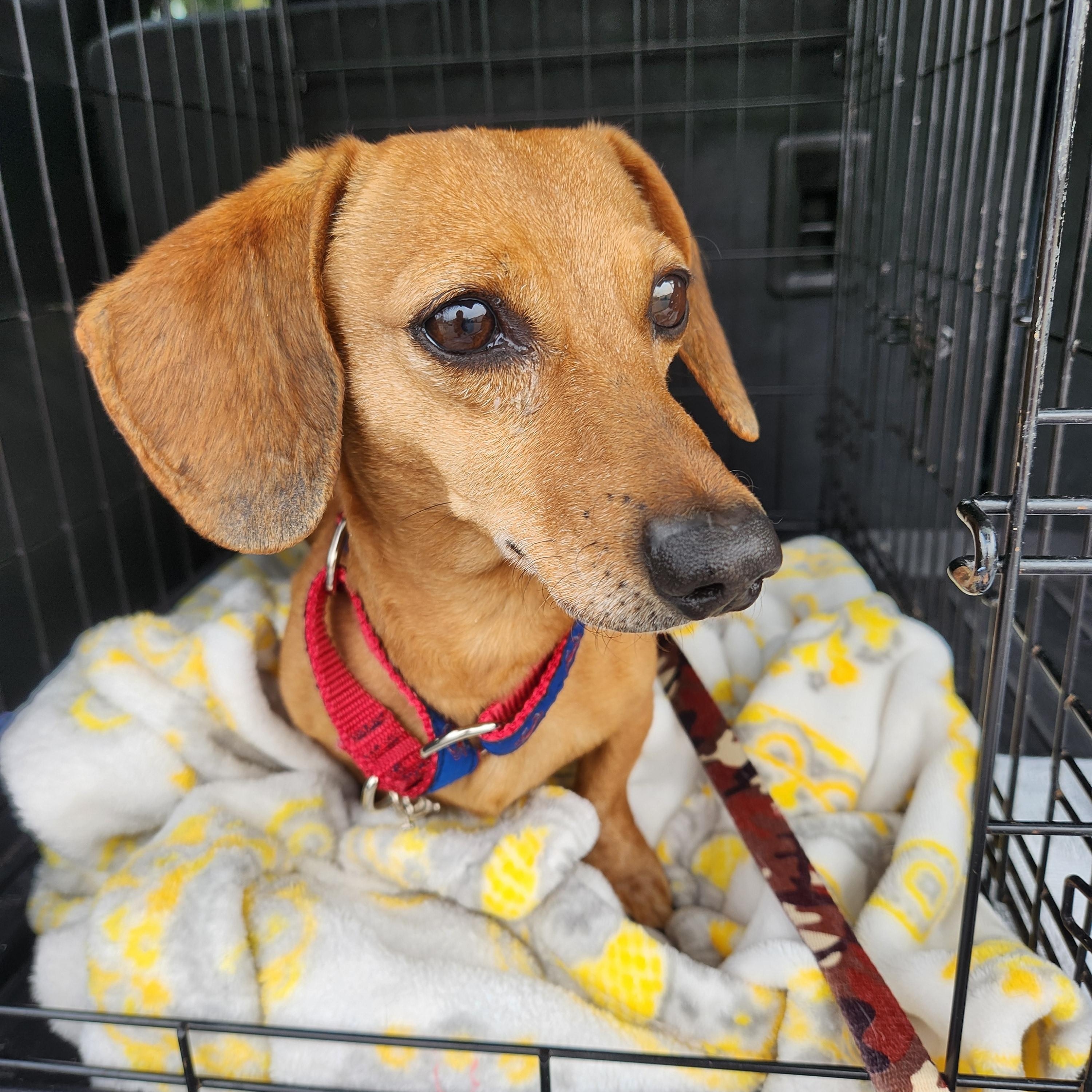 RICO--BIO ADDED!!, adopted, Adult Male Dachshund.