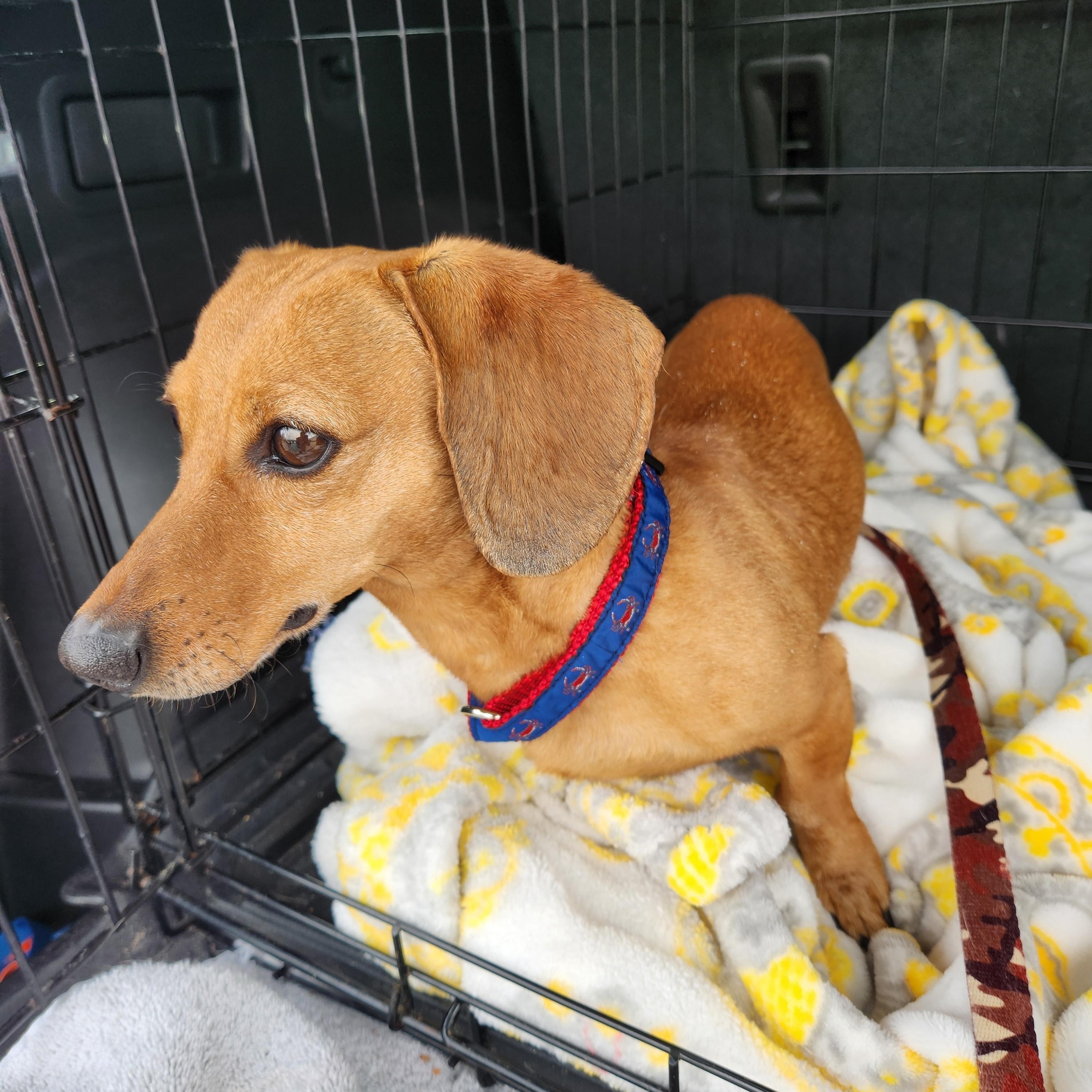 Enlarge RICO--BIO ADDED!!, an adopted Dachshund in Troutman, NC image 2/4