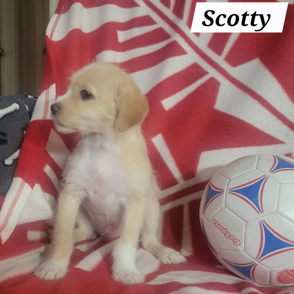 Enlarge Scotty, a Adoptable mixed breed in Loves Park, IL image 3/4