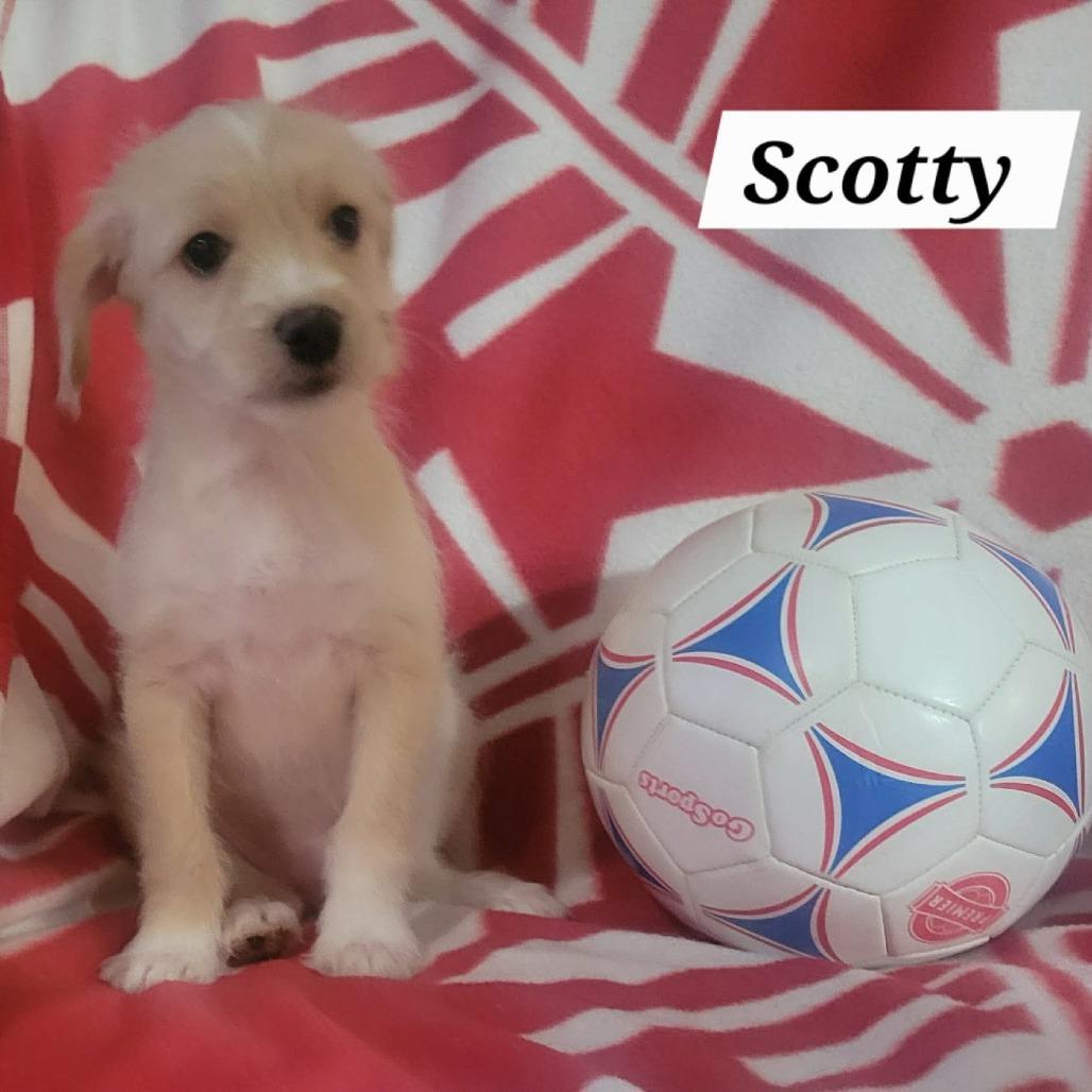 Enlarge Scotty, a Adoptable mixed breed in Loves Park, IL image 4/4