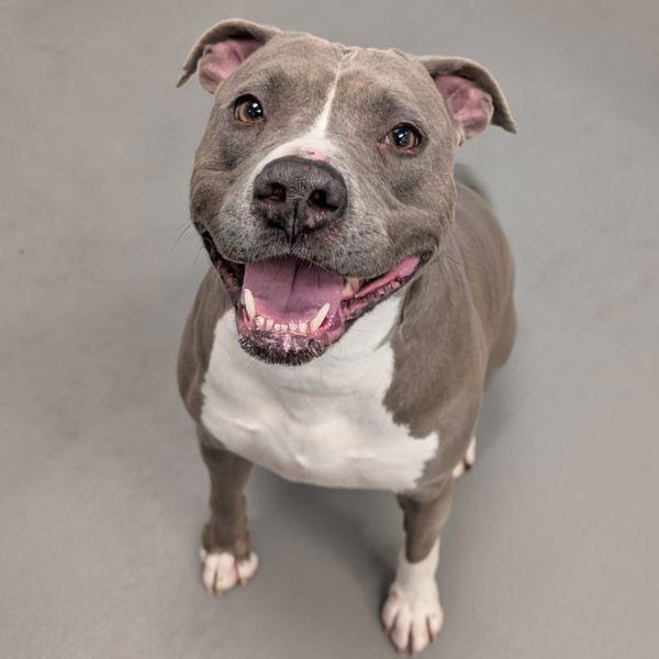 Sue Denim, Adoptable, Adult Female Terrier.