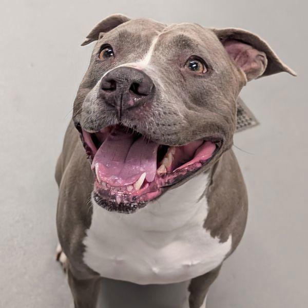 Daisy, a Adoptable mixed breed in Des Moines, IA image 4/6