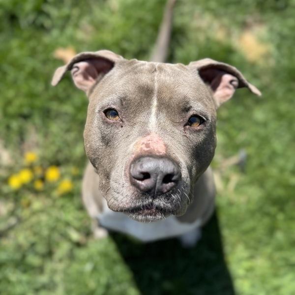 Daisy, a Adoptable mixed breed in Des Moines, IA image 5/6