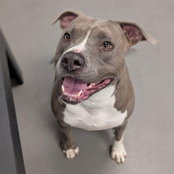 Enlarge Sue Denim, a Adoptable mixed breed in Des Moines, IA image 2/6