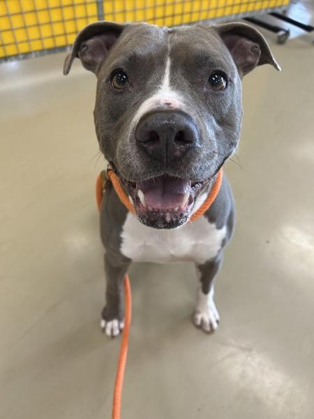 Enlarge Sue Denim, a Adoptable mixed breed in Des Moines, IA image 3/6