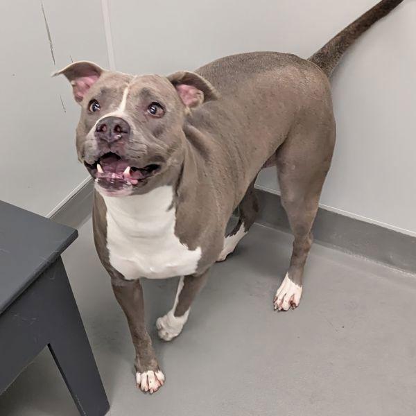 Enlarge Sue Denim, a Adoptable mixed breed in Des Moines, IA image 5/6