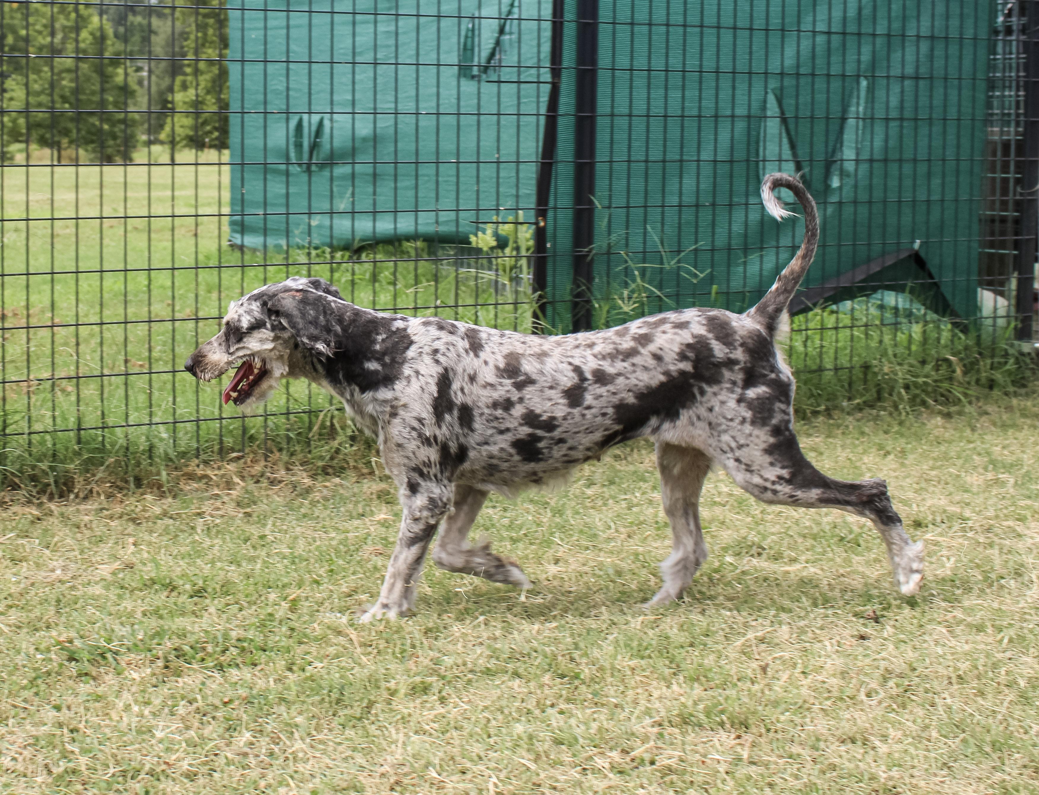 Enlarge Ruby Blue, a ADOPTABLE Aussiedoodle in Neosho, MO image 2/3