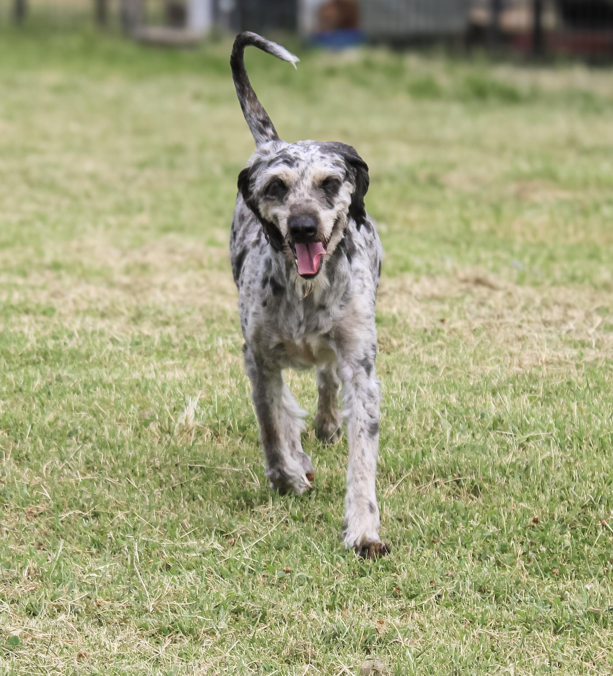 Ruby Blue, ADOPTABLE, Senior Female Aussiedoodle.