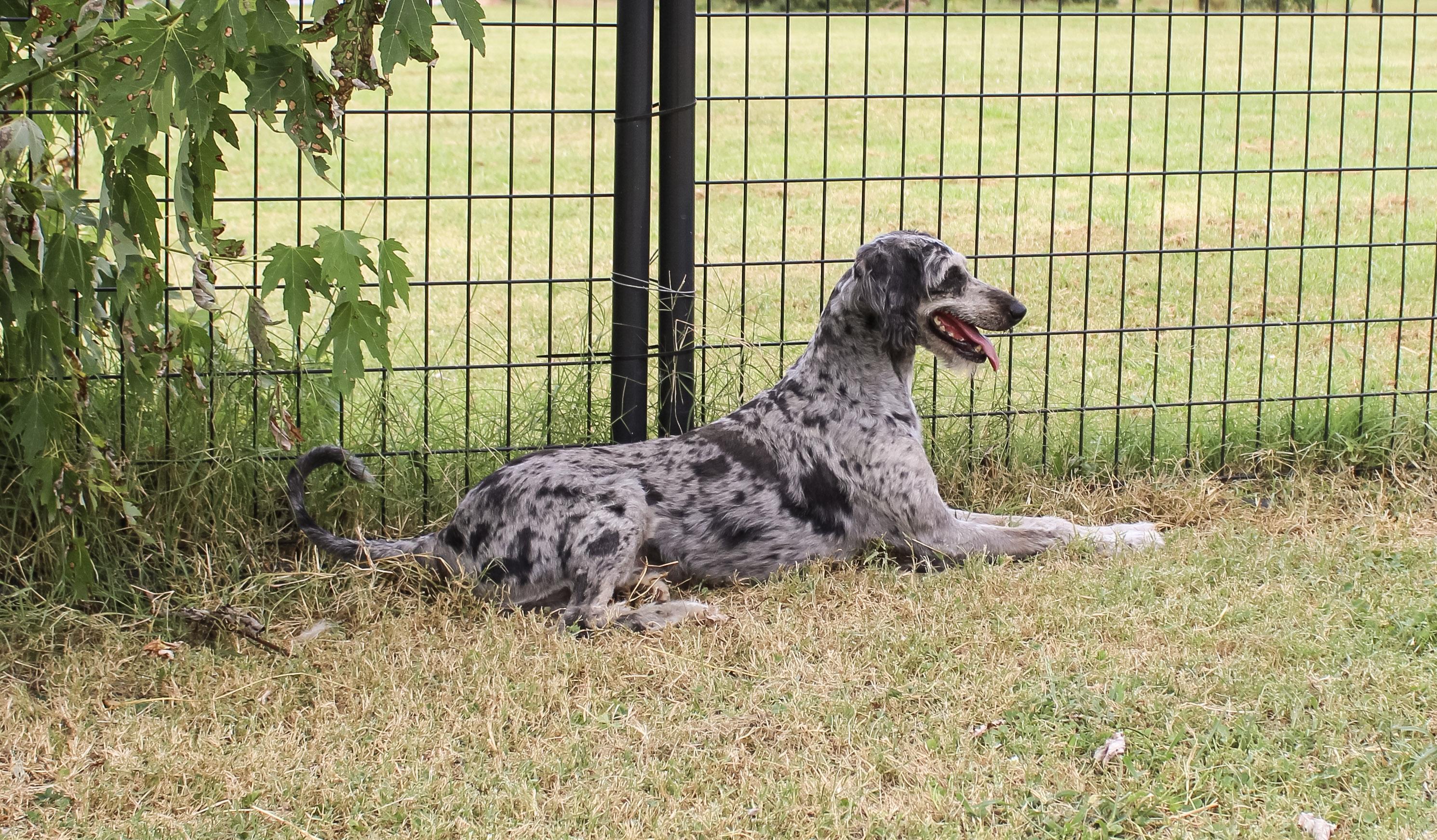 Enlarge Ruby Blue, a ADOPTABLE Aussiedoodle in Neosho, MO image 3/3