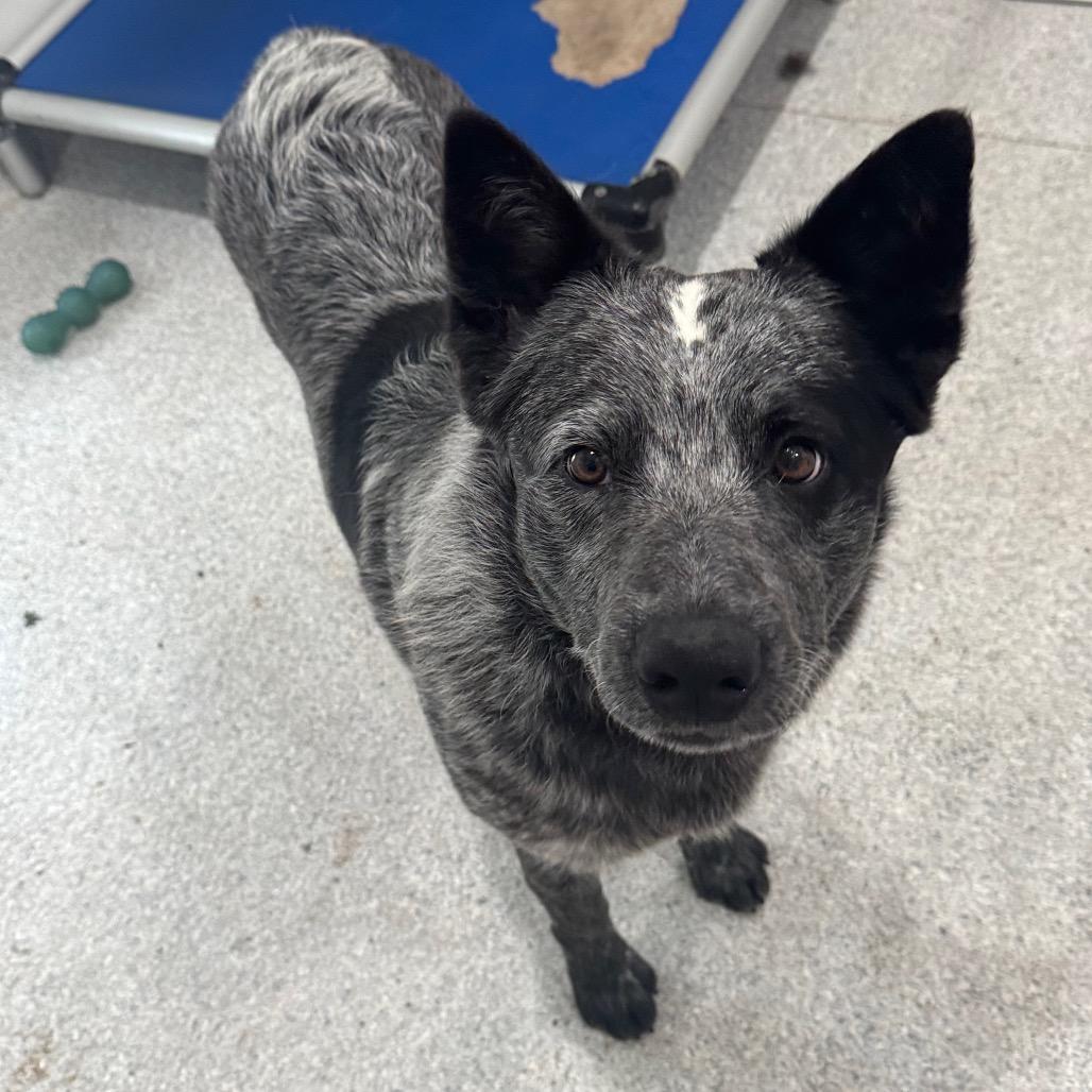Tex, Adoptable, Adult Male Australian Cattle Dog / Blue Heeler.