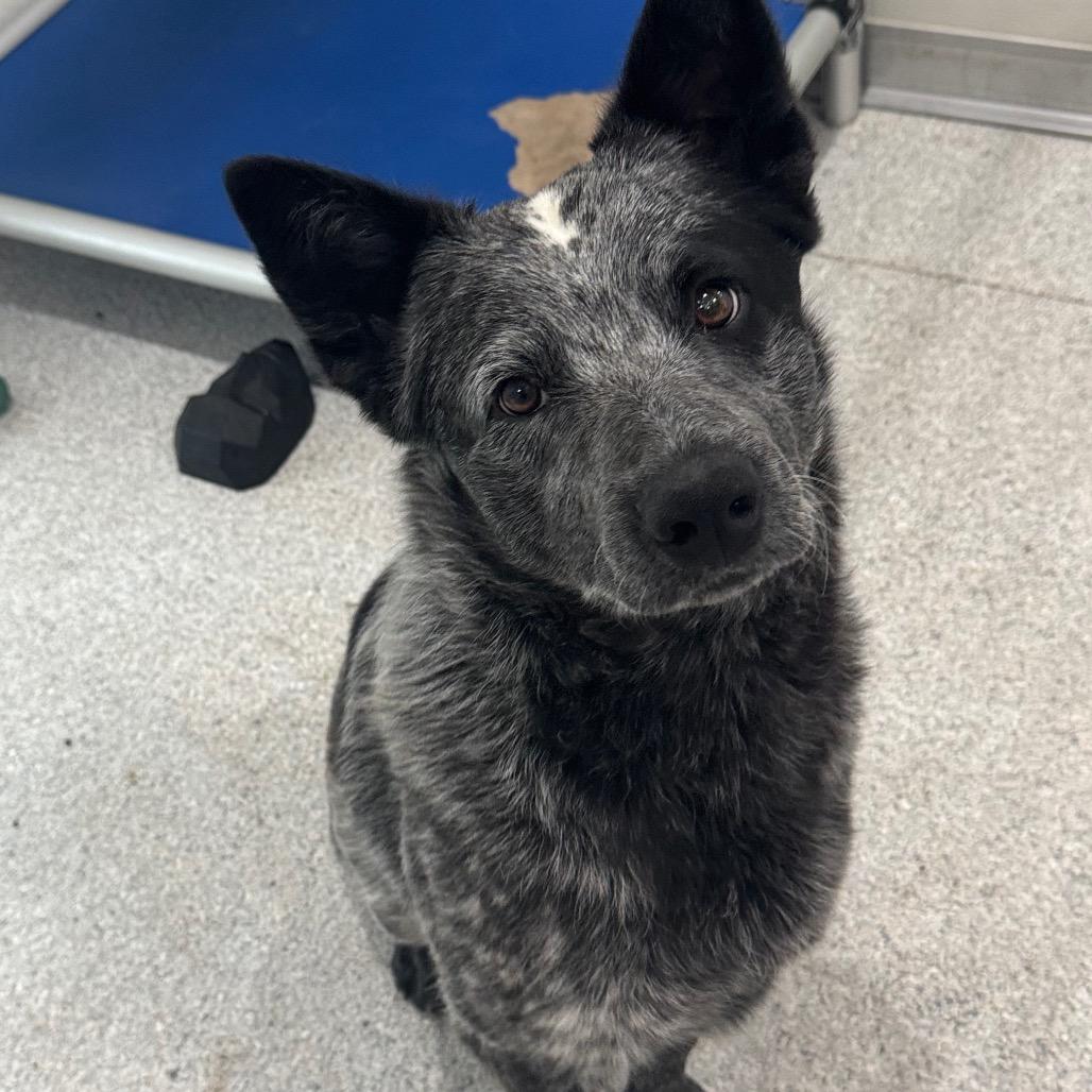 Enlarge Tex, a Adoptable Australian Cattle Dog / Blue Heeler in Pineville, MO image 2/6