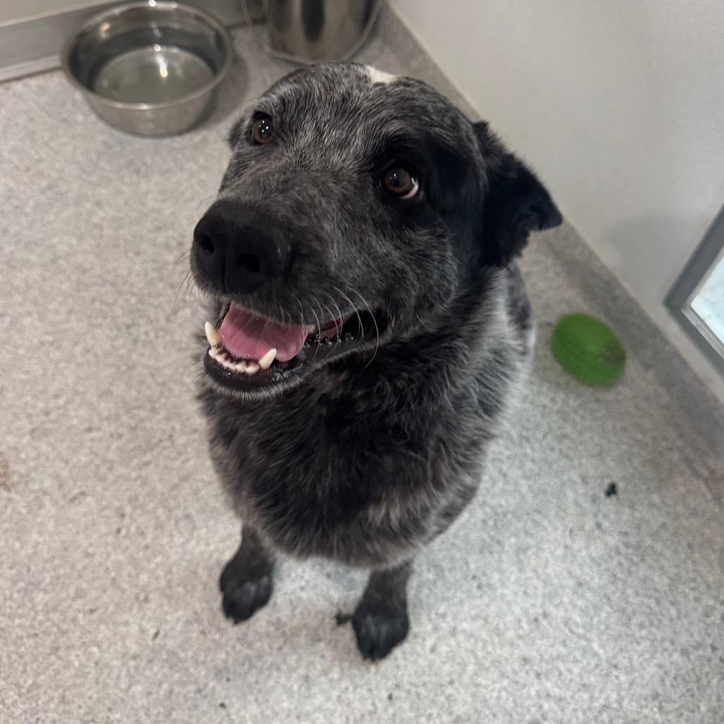 Enlarge Tex, a Adoptable Australian Cattle Dog / Blue Heeler in Pineville, MO image 3/6
