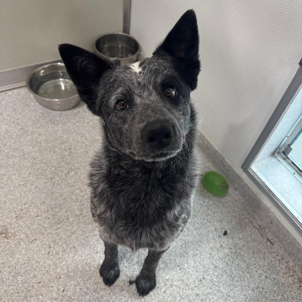 Enlarge Tex, a Adoptable Australian Cattle Dog / Blue Heeler in Pineville, MO image 4/6