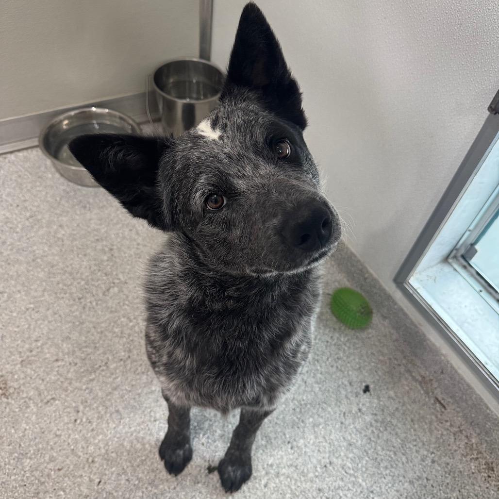 Enlarge Tex, a Adoptable Australian Cattle Dog / Blue Heeler in Pineville, MO image 5/6