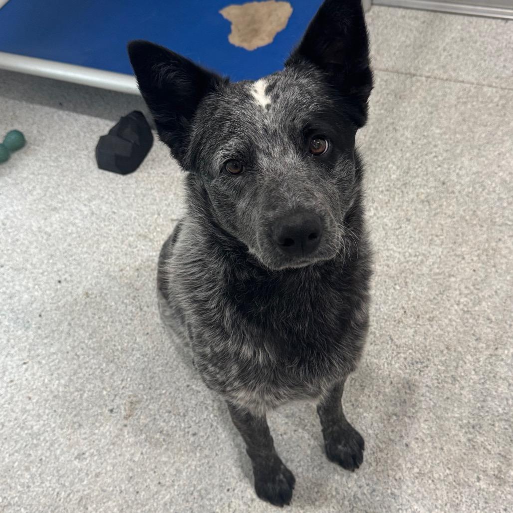 Enlarge Tex, a Adoptable Australian Cattle Dog / Blue Heeler in Pineville, MO image 6/6