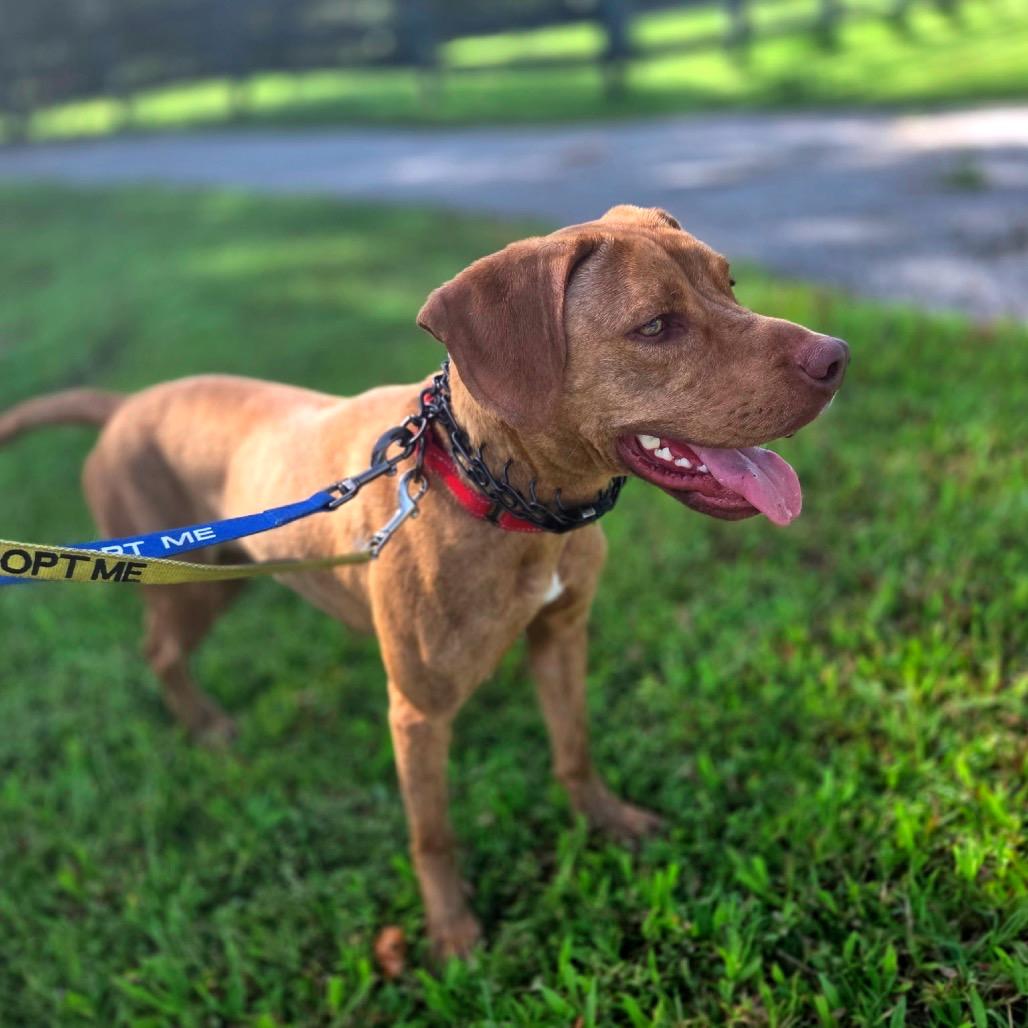 Enlarge Pickles, a Adoptable Mixed Breed in North Port, FL image 1/4