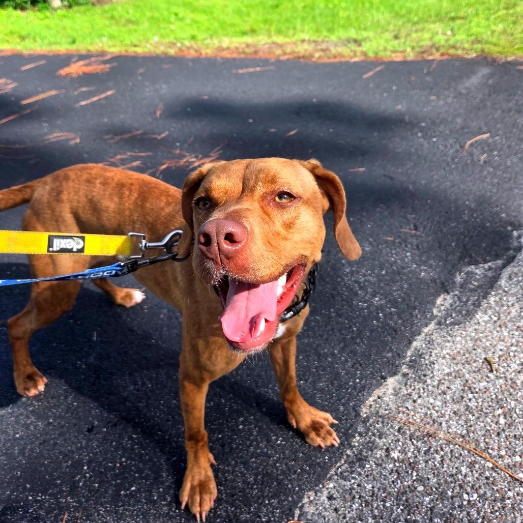 Enlarge Pickles, a Adoptable Mixed Breed in North Port, FL image 3/4