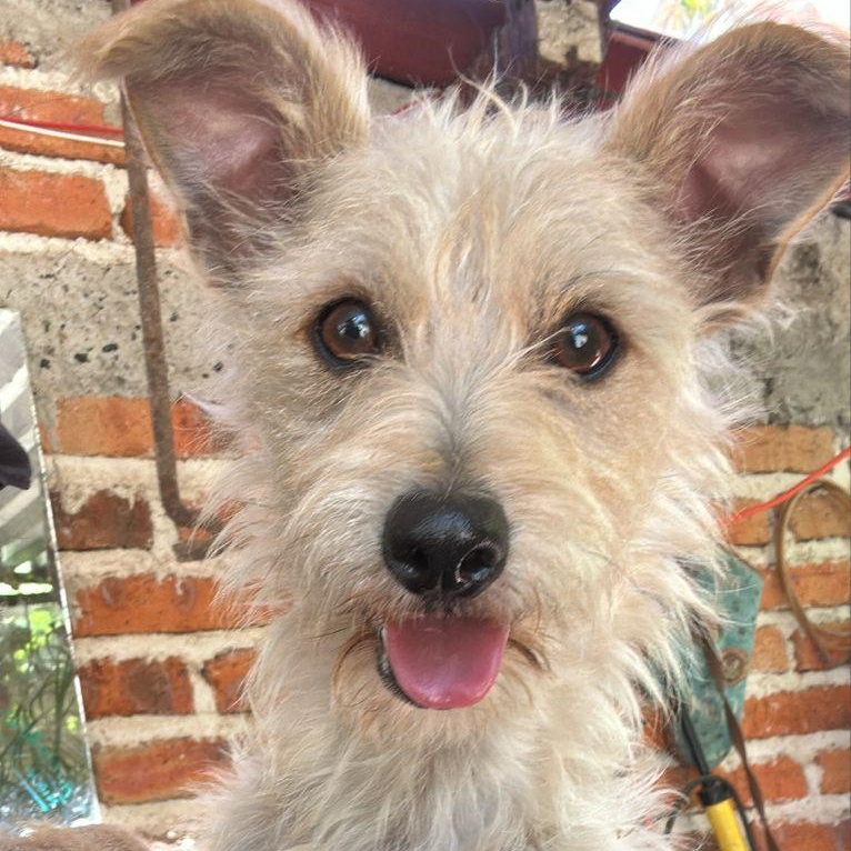 Odie, Adoptable, Young Male Terrier & Poodle (Toy).