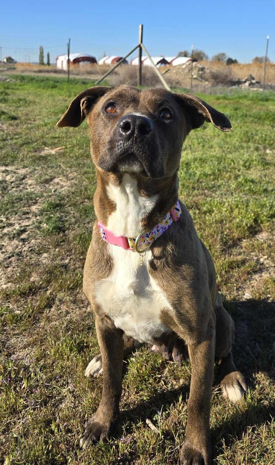Pippi, Adult Female unknown