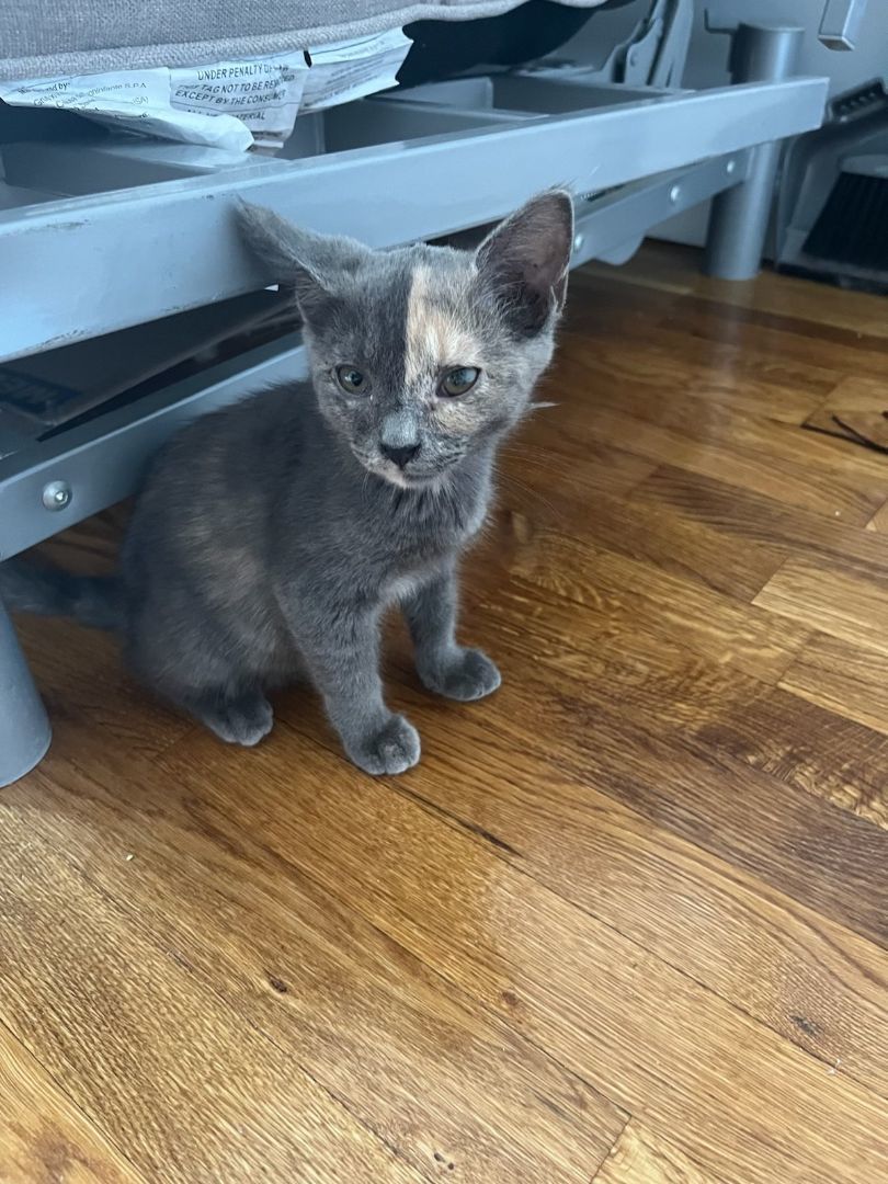 Enlarge Barbie, a Adopted Dilute Tortoiseshell in Ridgewood, NY image 1/2